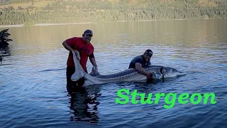 Lake Roosevelt's River Monsters Sturgeon Fishing