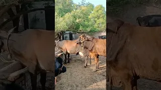 AT JSK FARMS wonderful cow crossing vedio