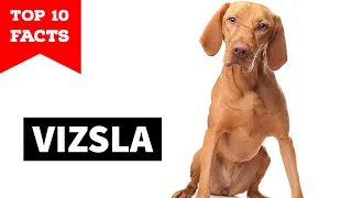 Vizsla - Top 10 Facts