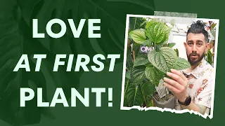 🌴👀 Houseplant Hits & Misses: Surprises from My Indoor Jungle!