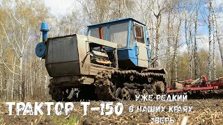 Гусеничный трактор Т-150 на предпосевной культивации. Восстановили и продавать не собираются