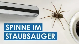 Sterben Spinnen im Staubsauger? Das passiert mit der Spinne, wenn du sie aufsaugst