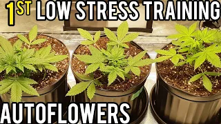 GROW BIG BUDS USING LOW STRESS TRAINING, FIRST TRAINING