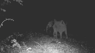 a family of elephants VS its predator at night, in the Gabon jungle