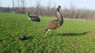 Emus can't figure out what is chasing them