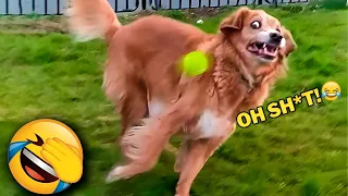 Try Not to Laugh, Hilarious Dogs & Cats for 1 Hour😂🐶🐱