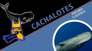 Cachalotes: Gritón pero Inteligente. | Ep 53 | CULTURA COLMILLUDA