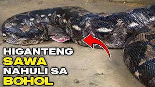 DAMBUHALANG AHAS NAHULI SA BOHOL | LARGEST SNAKE IN CAPTIVITY