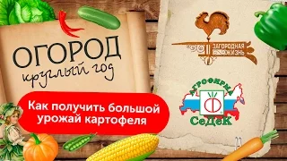 КАК ПОЛУЧИТЬ БОЛЬШОЙ УРОЖАЙ КАРТОФЕЛЯ