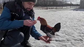 петух карликовый ручной Дрессировочный Центр Династия