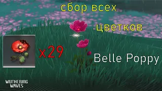 Сбор цветов Belle Poppy в WUTHERING WAVES