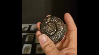 Ammonites in Riker cases