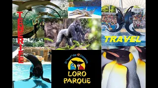 Loro Park the best attraction in Tenerife 🏖️ Canary Islands 🏝️ #235