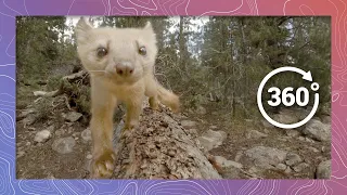 American Pine Marten Explores the Forest | Wildlife in 360 VR