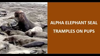 Alpha male elephant seal tramples on pups, gets poked by moms. Sneakers wait around. Life in a harem