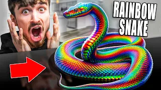 Rainbow Snake! The Most Beautiful Snakes In The World!