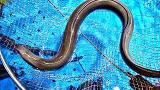 Korea Street Food / EEL SASHIMI flounder Guri Seafood Market / Freshwater eel care / 민물장어 고래수산