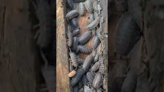 Aus Isopods in big numbers! like little armadillos 🤣 Thanks for watching! Subscribe for more!