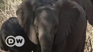 Namibia - Access for elephants | DW English