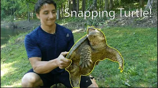 Snapping Turtles: Everything You Need To Know!