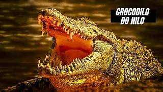 Crocodilo do Nilo | Curiosidades | Documentário | Documentários Animais | Extraordinários