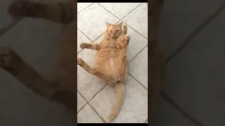 Эти классные котики 😻😼 Только посмотри на них 😊❤️ #shorts