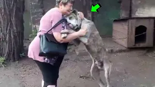 REENCOUNTER OF ANIMALS WITH OWNERS, Try not to CRY