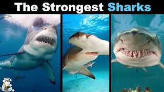 10 Most Powerful Sharks on Earth
