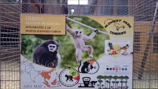 Манки Парк на Тенерифе. Обезьяны гориллы, мартышки и прочие! Monkey Park - gorillas
