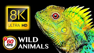 SPECIAL 8K ANIMALS & BIRDS Collection in 8K ULTRA HD 60FPS HDR10+
