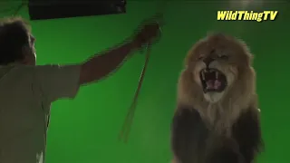 Just like Aslan in Narnia - Lion stands up and roars at trainer HD