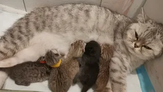 British Cat giving Birth
