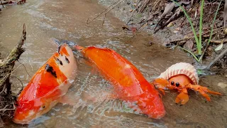 Hunt colorful ornamental fish, real koi fish, hermit, shark, crabs in rice fields - Part249