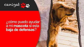 ¿cómo puedo ayudar a mi mascota si está baja de defensas?