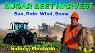 SUGAR BEET HARVEST 2020│Sidney, Montana