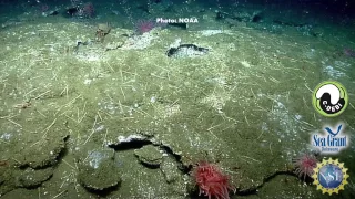 15 Second Science - Methane in marine sediments