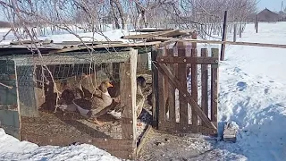Содержание гусей в зимний период