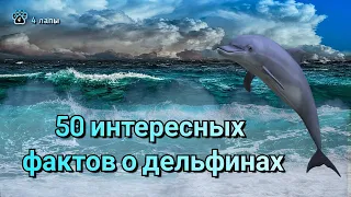 50 интересных фактов о дельфинах