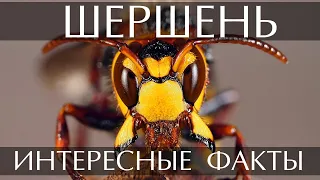 Шершень - интересные факты