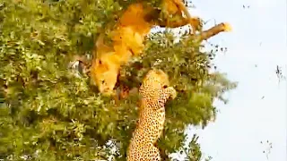 Lion & Leopard Fall Out Tree While Fighting For Food