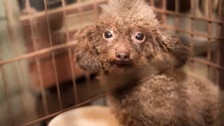 140+ animals rescued from North Carolina puppy mill