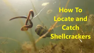 How To Locate and Catch Shellcrackers and Bluegill During the Spawn.