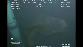 ROV Spots MASSIVE Sea MONSTER Near Oil Rig