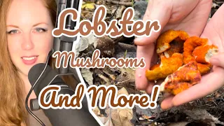 Lobster Mushrooms and More | Seafood Meat Replacement Mushroom | September Mushroom Hunt