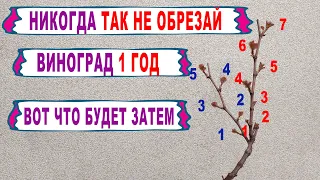 🍇 НЕ ДОПУСКАЙ ЭТУ ОШИБКУ. Никогда ТАК не обрезай осенью виноград 1 год. Обрезка на обратный РОСТ.