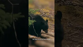 Crossbow Bear Kill at 16 Yards! | Bear Hunting #shorts
