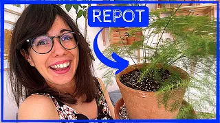 REPOT A PLANT (30 seconds guide)! #shorts