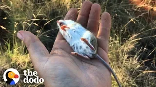 Watch This Guy Bring a “Dead” Mouse Back To Life | The Dodo