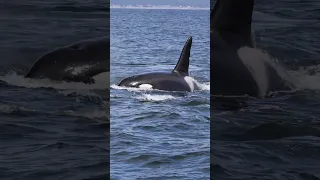 Killer Whales of California