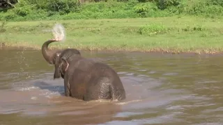 Elephant Celebrate Her First Bathing After Arrived A New Home - ElephantNews